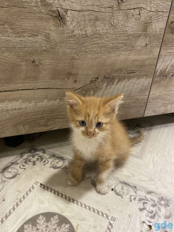 Котята, фотография 1