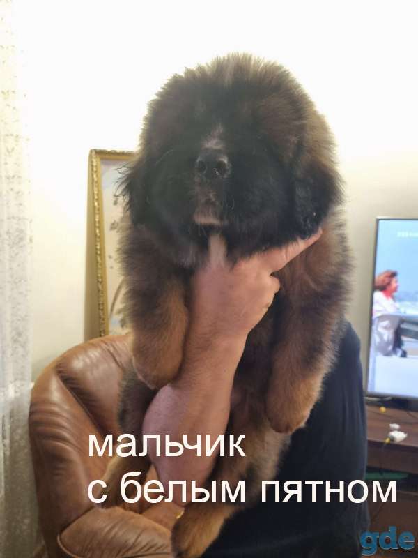 Щенки Тибетского Мастифа, фотография 8
