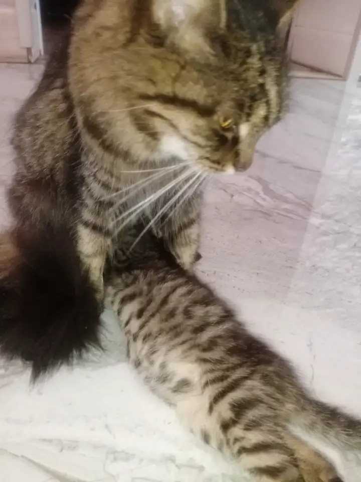 Красивая кошечка, фотография 7