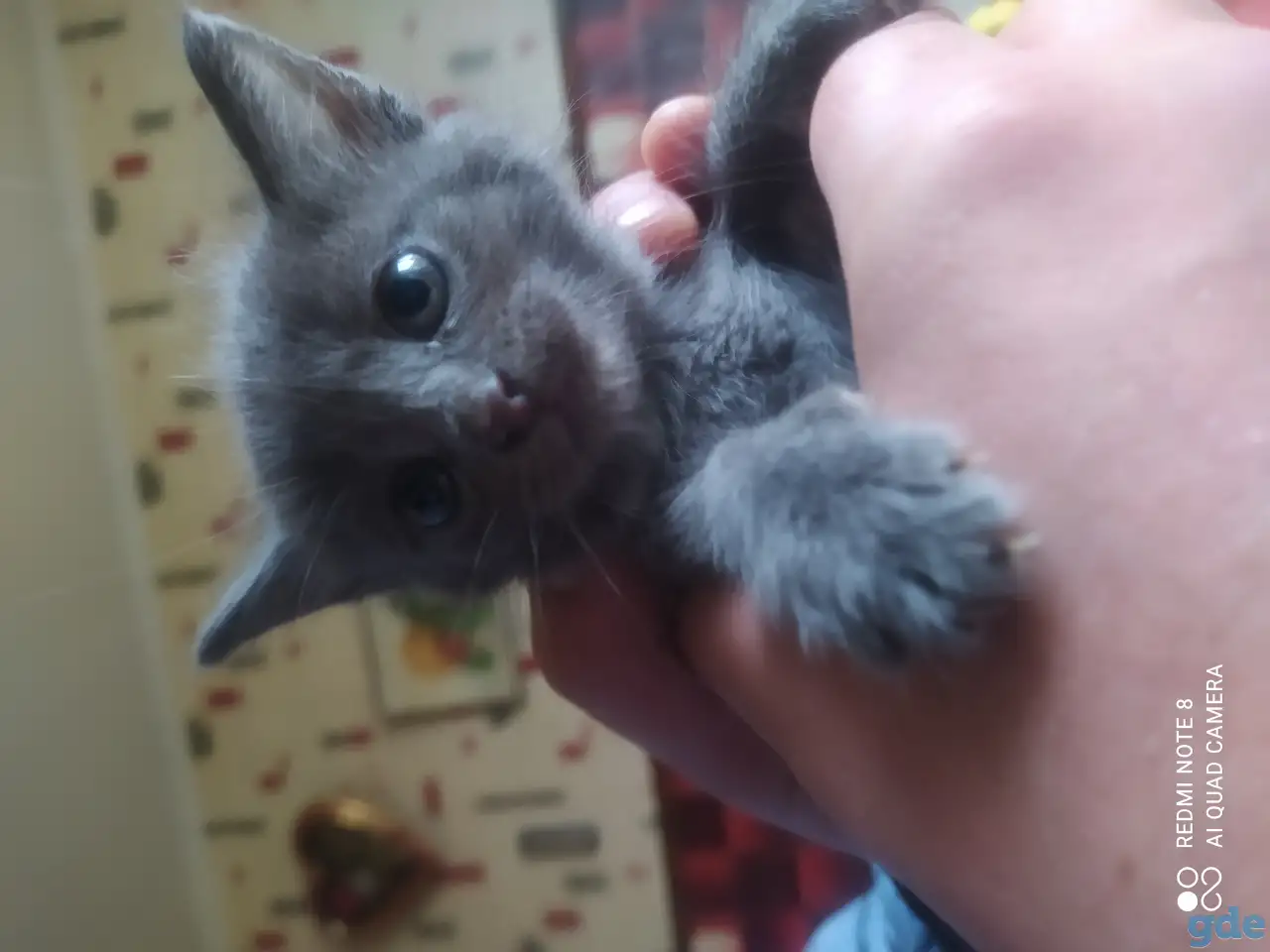 Отдам котят в добрые руки, фотография 1