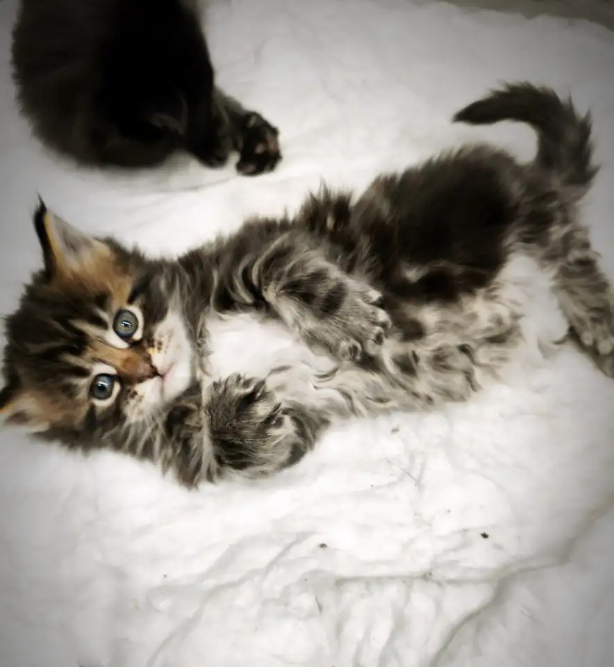 Котята Мейн-кун девочки, фотография 7