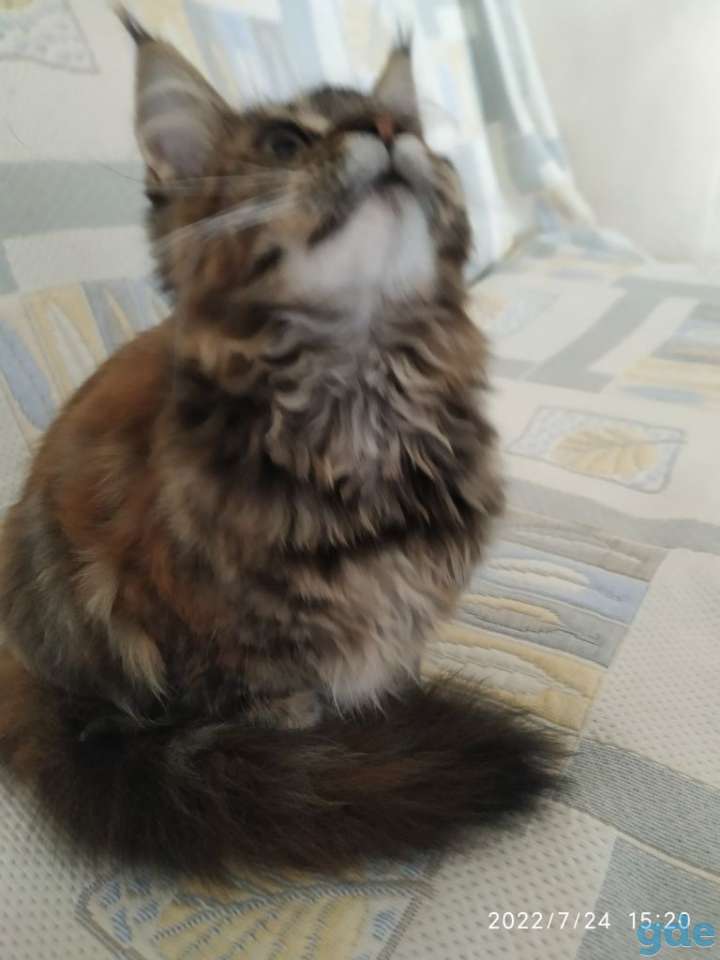 Мейкун, фотография 5