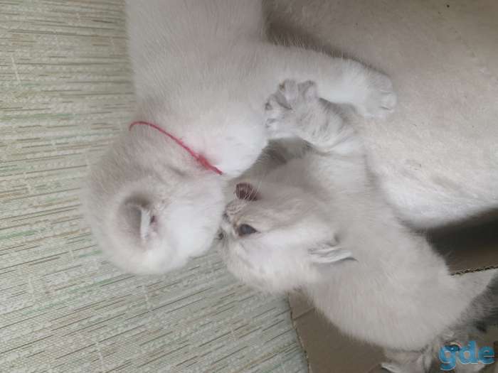 Шотландские котята, фотография 5