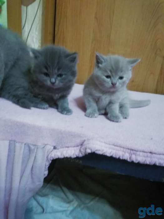 Шотландские котята, фотография 4