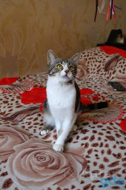 Котенок ищет дом, фотография 1