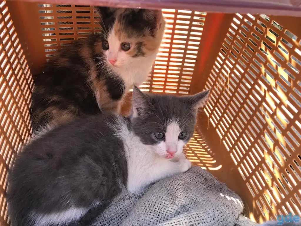 Котята девочки бесплатно, фотография 2