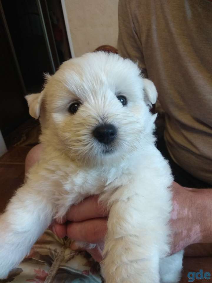 Щенки вест- хайленд- уайт- терьер, фотография 10