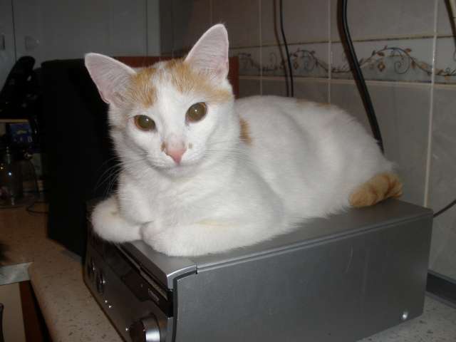 Добрый котяра в дар., фотография 1