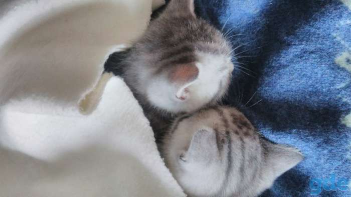 Котята, фотография 8