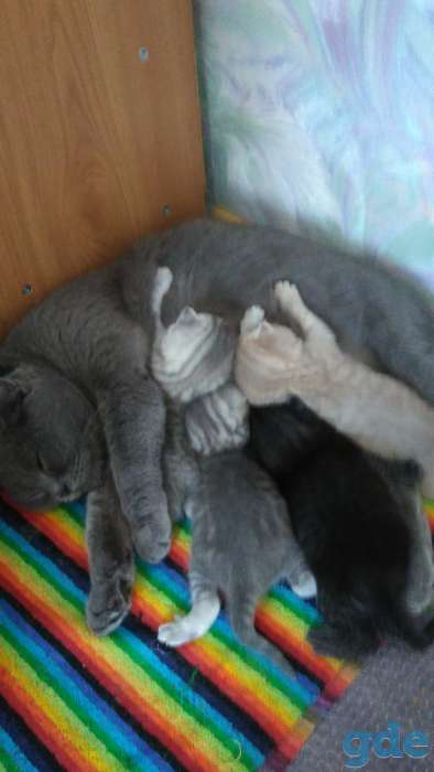 Котята, фотография 7
