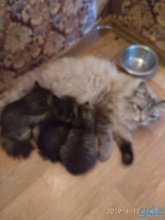 Котенок в дар, фотография 5