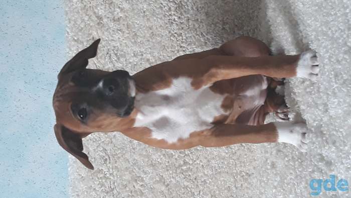 Щенки амстаффа, фотография 2