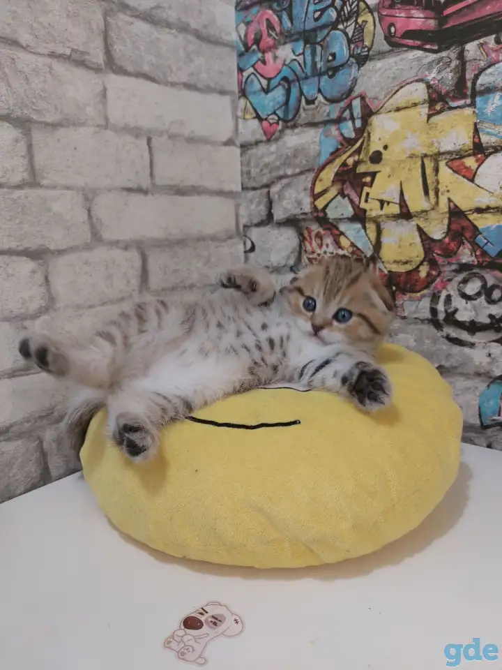 Шотландские котятя, фотография 4