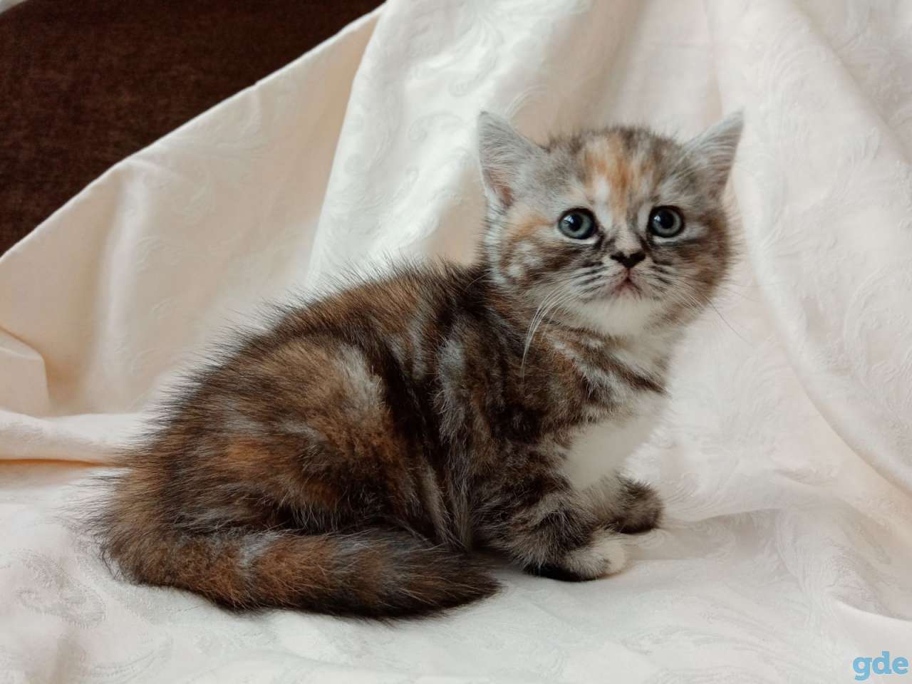 Продаю шотландских котят, фотография 1