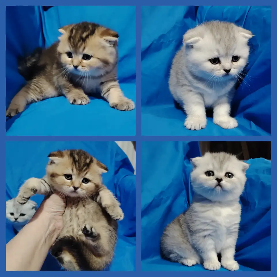 Шотландские котята., фотография 3
