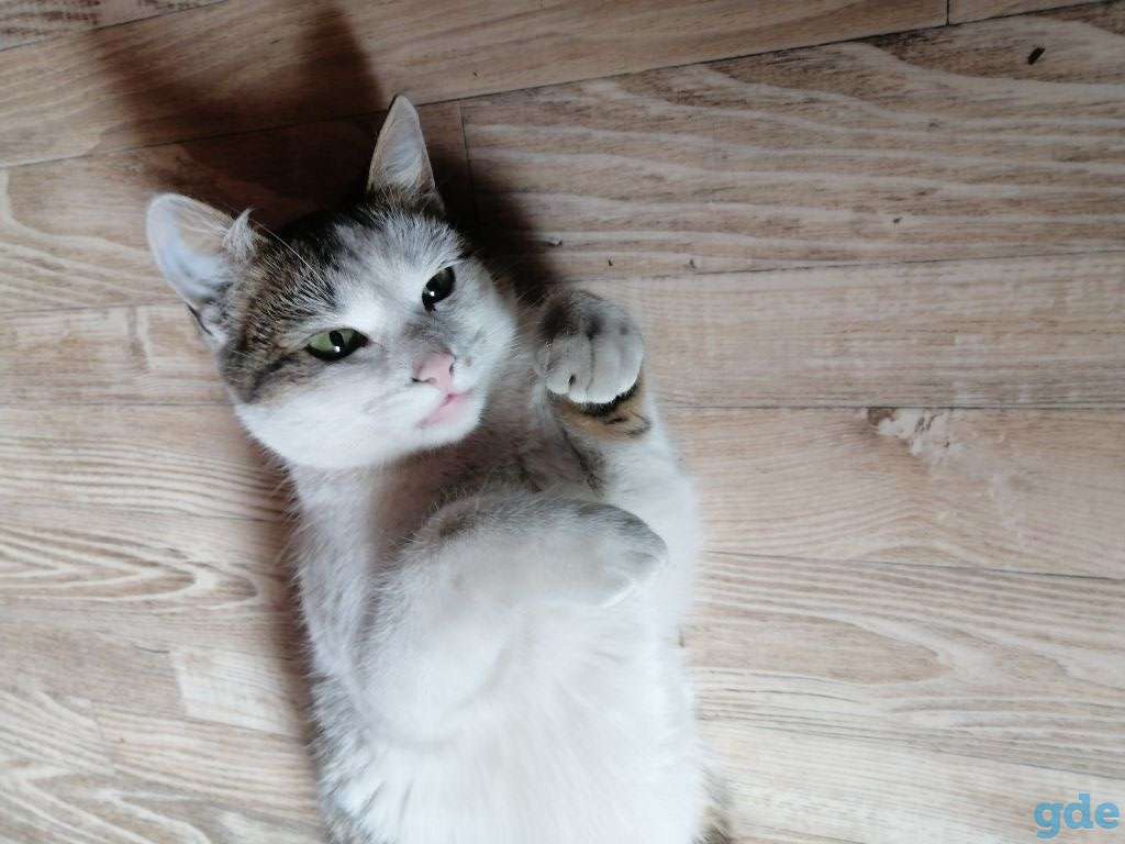 Кошка Жужа, фотография 3