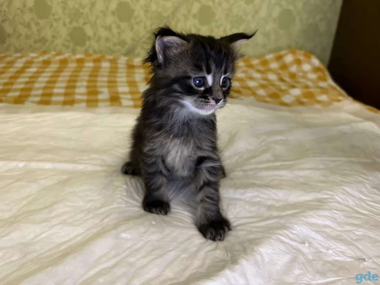 кошка мейн кун, фотография 5