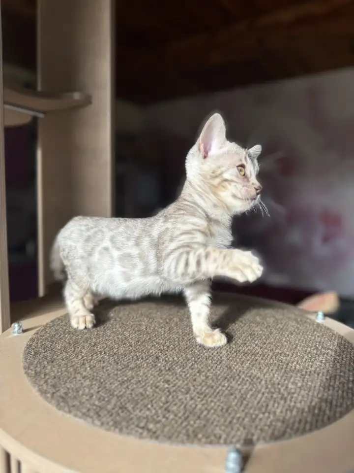 Бенгальский мальчик СЕРЕБРО, фотография 6