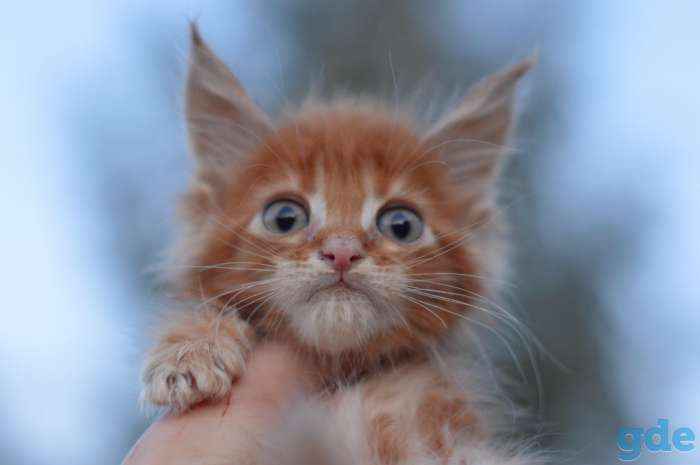 Мейн Кун котята, фотография 7