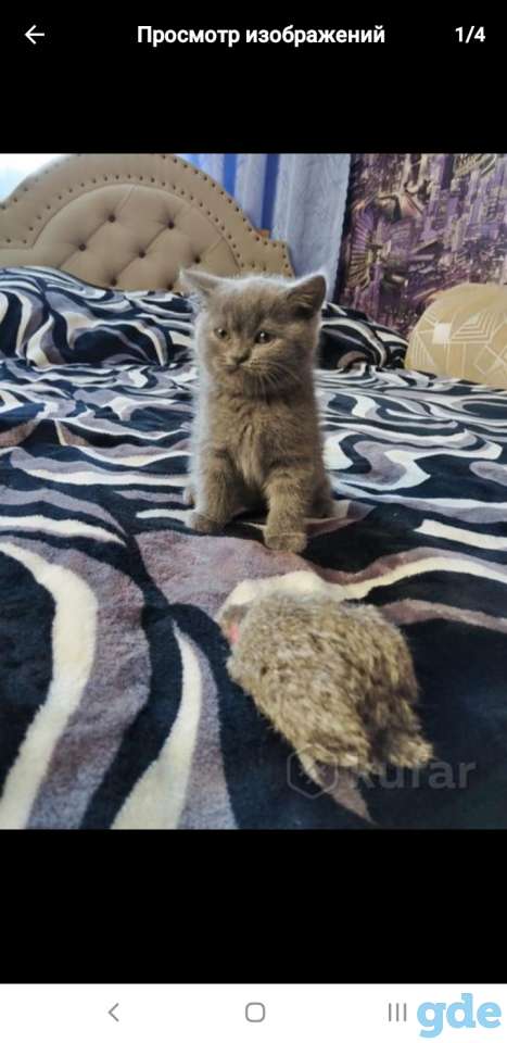 Продам шотландского котенка, фотография 3