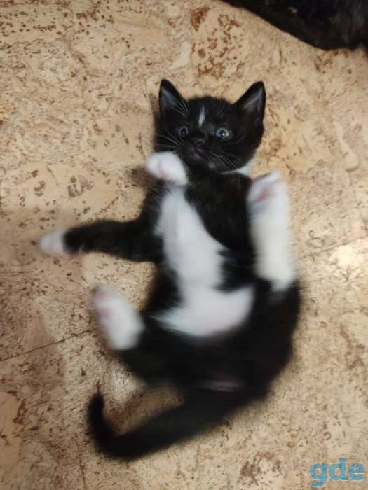 Котята в дар, фотография 7