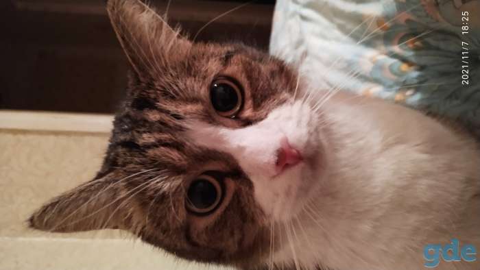 Отдам кота, фотография 5