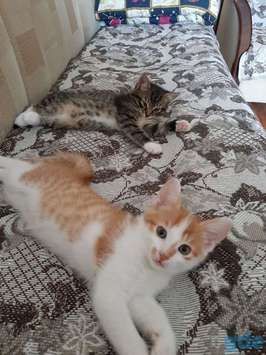 Котята в добрые руки, фотография 2