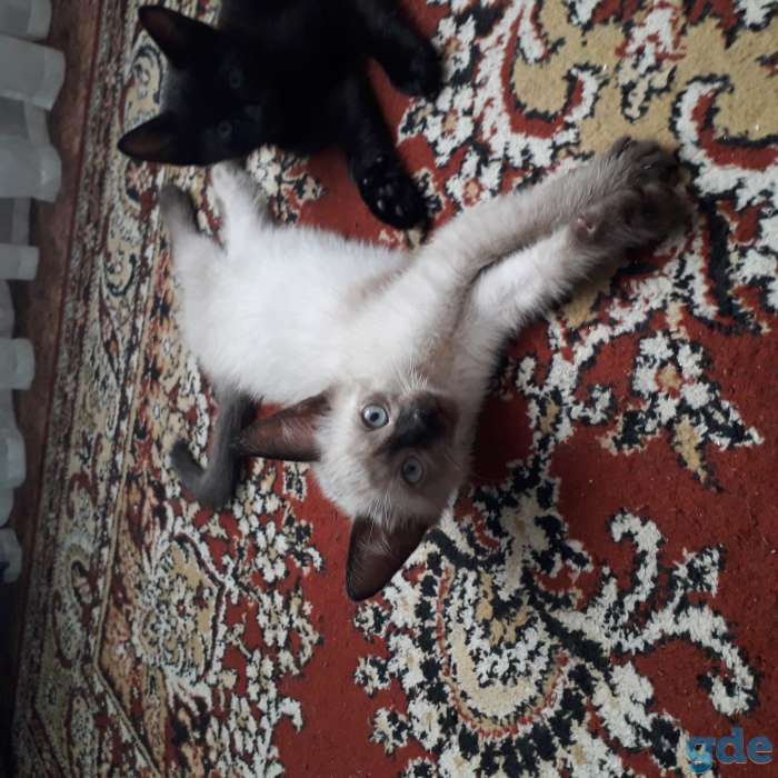 Котята, фотография 1