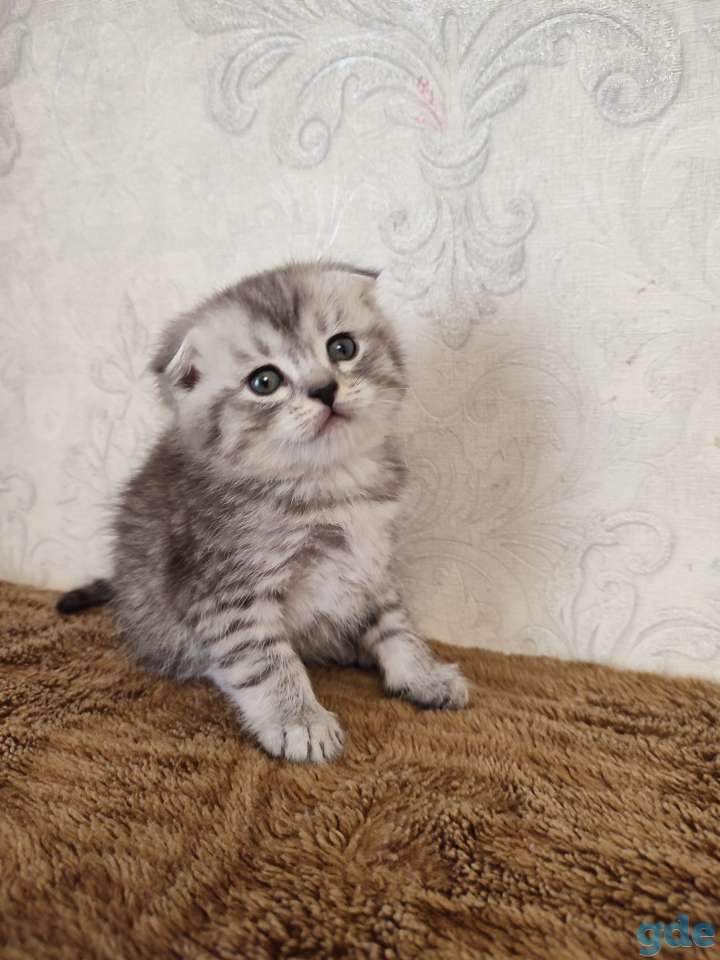 Продаю, фотография 2