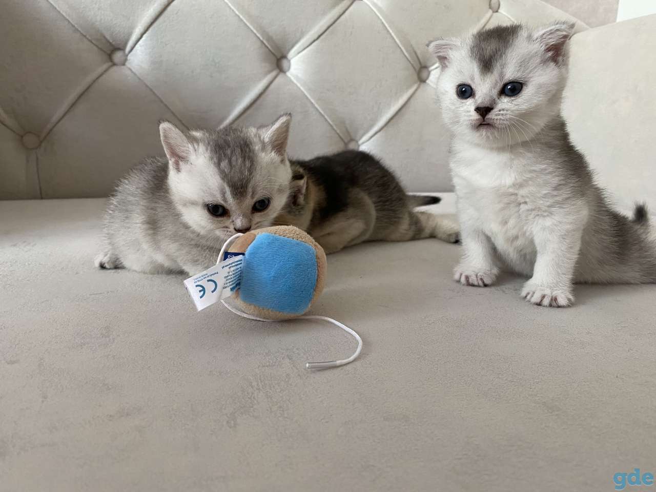 Шотландские котята, фотография 4
