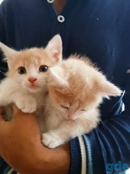 Котята ищут дом, фотография 1