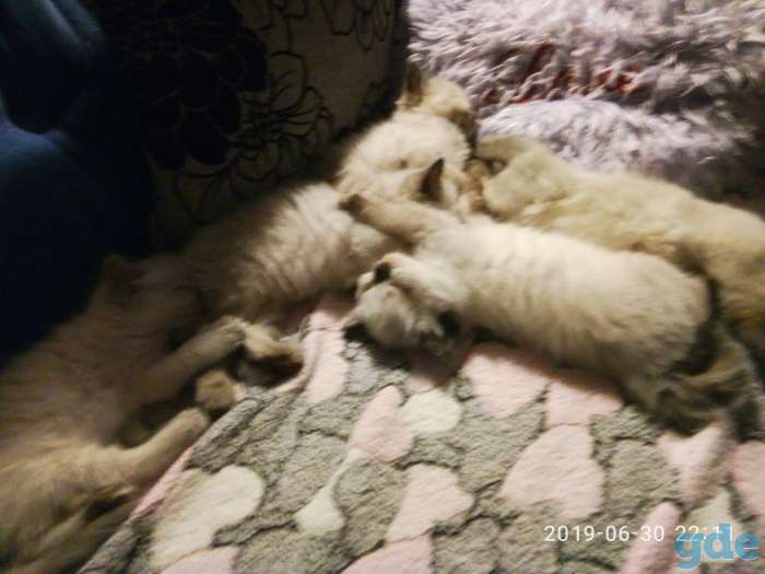 невские маскарадные котята, фотография 1