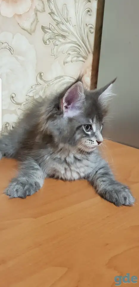 Кошечки мейн-кун, фотография 8