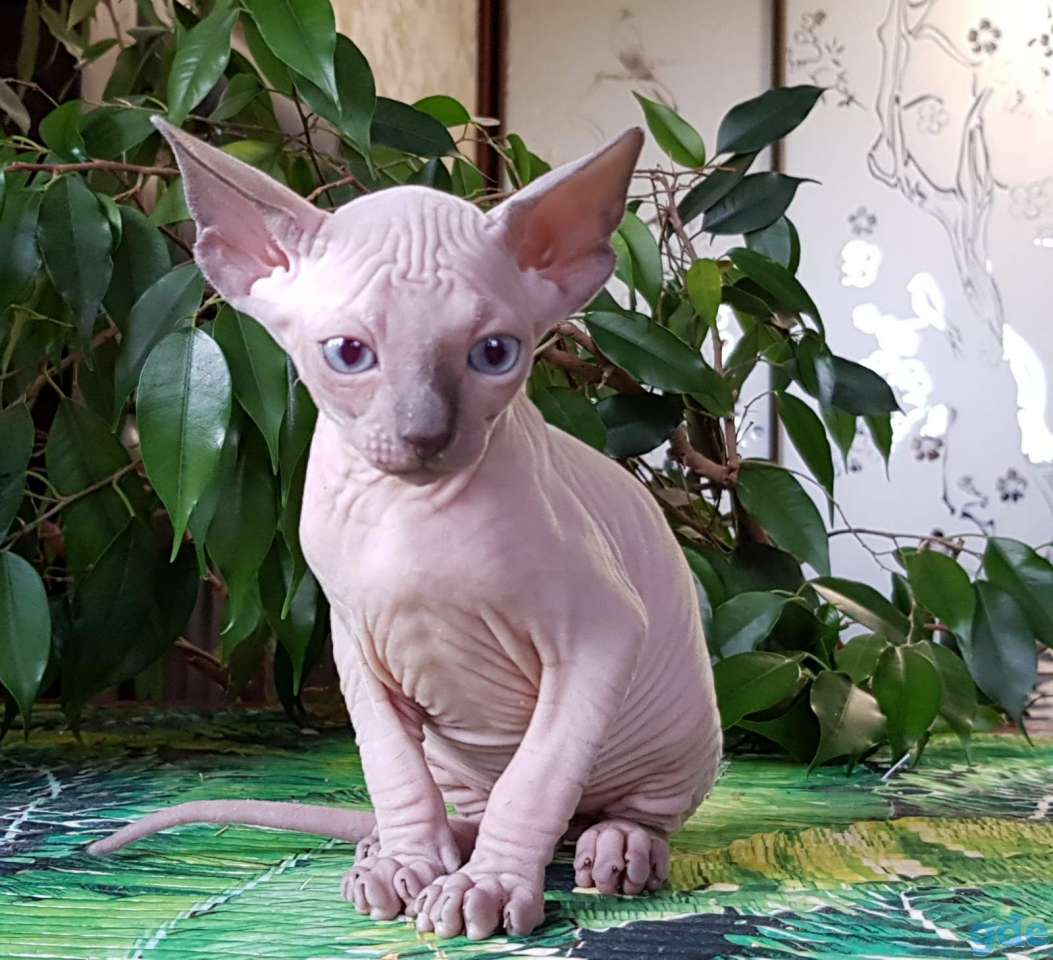 Котята породы Канадский сфинкс, фотография 1