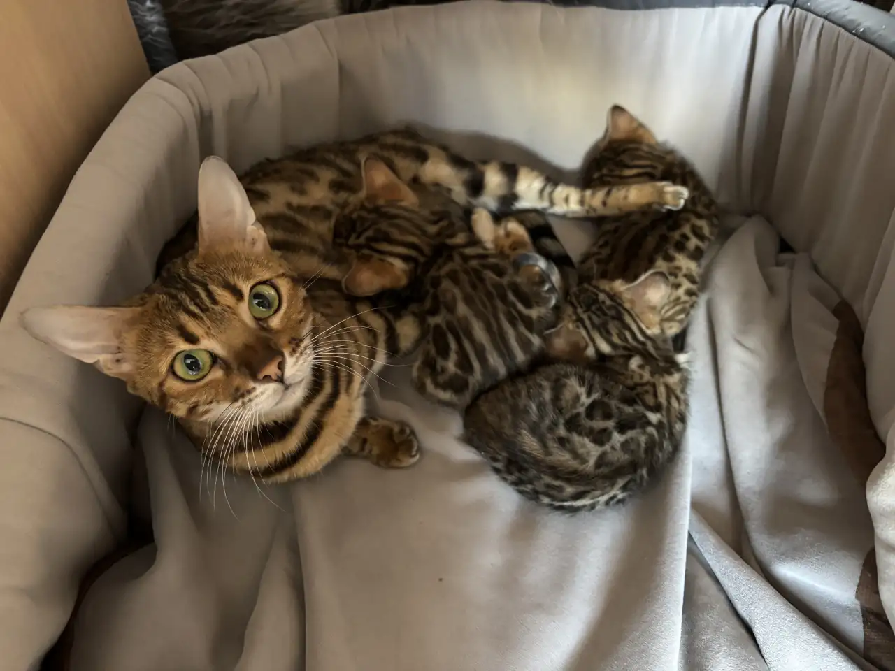 Котята, фотография 1