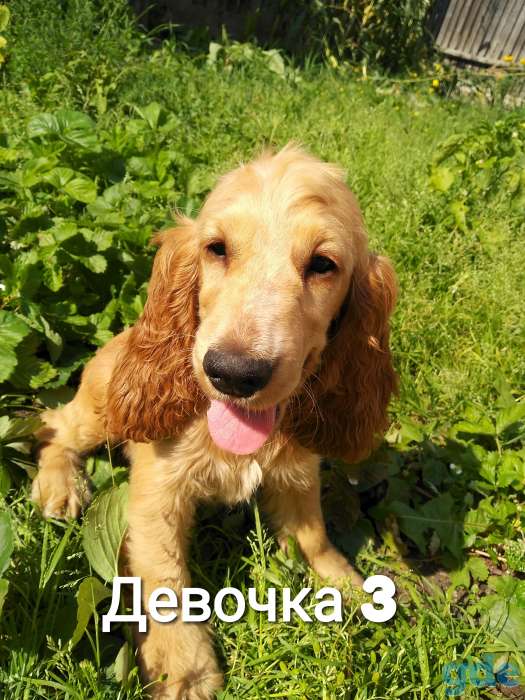 Продажа щенков, фотография 5