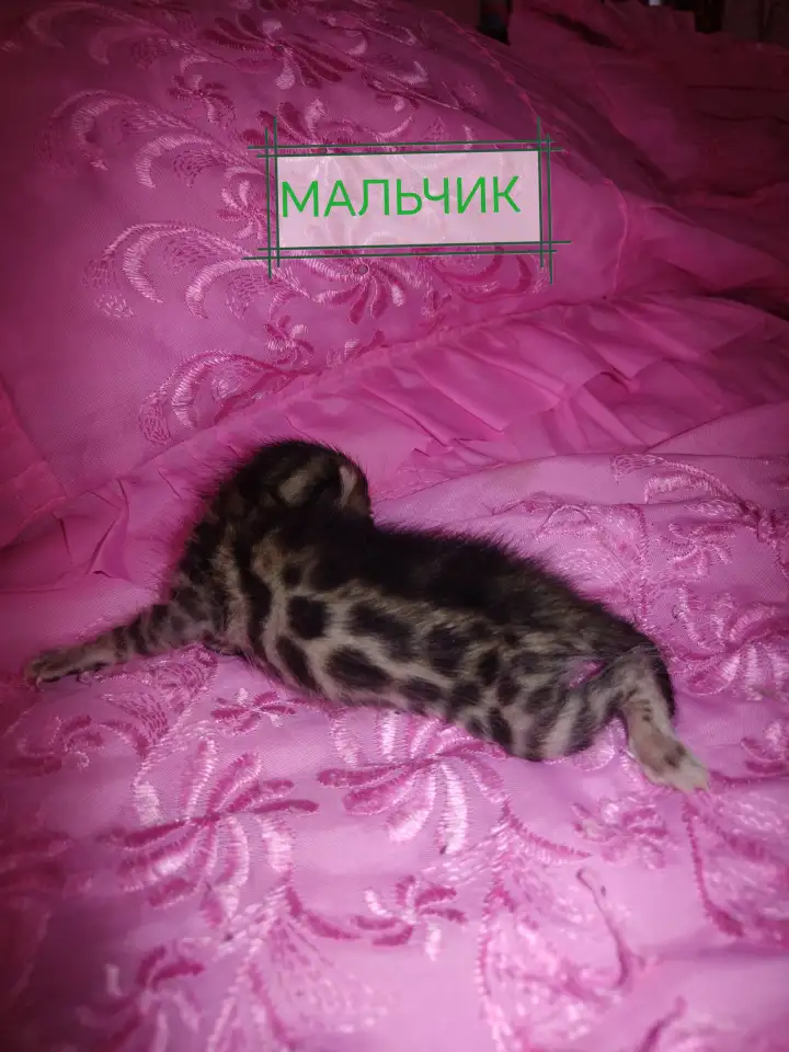 Шикарные бенгальские котята, фотография 6