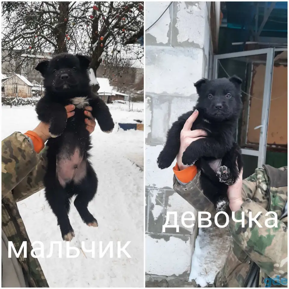 Щенки немецкой овчарки, фотография 6