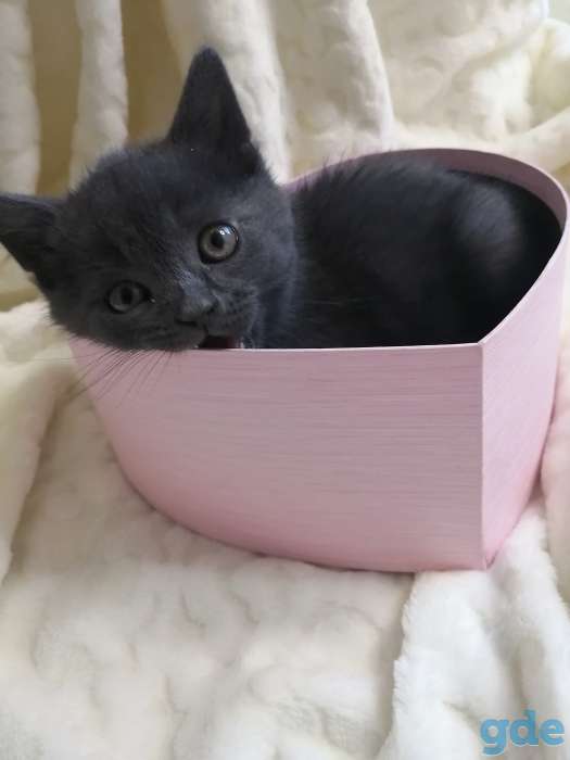 Шотландские котята, фотография 5