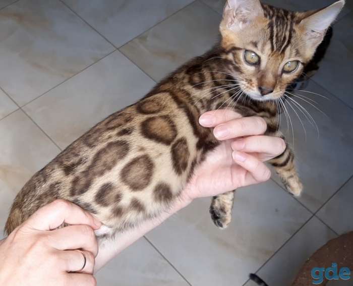 Бенгальские котята, фотография 2