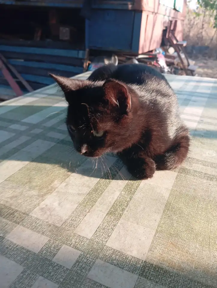 Котенок в дар, фотография 6