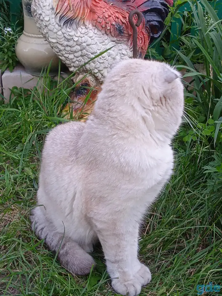 Шотландские котята, фотография 10