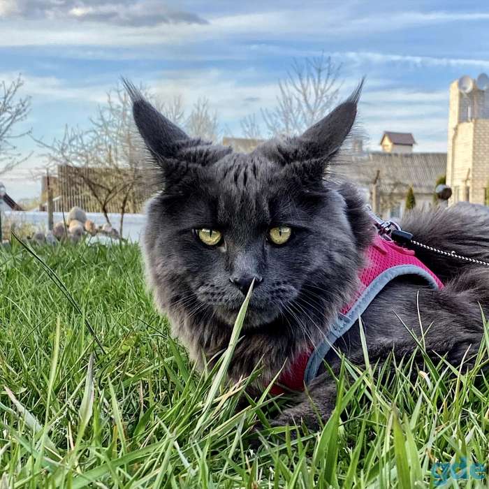 Котята Мейн Кун из Профессионального питомника, фотография 5