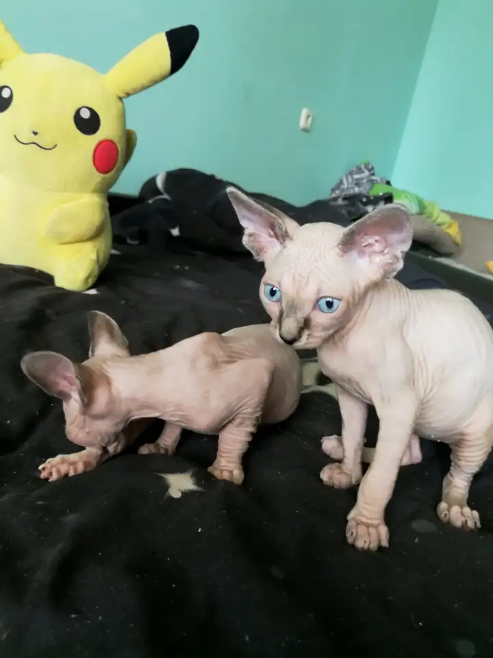 Котята девочки Канадский сфинкс, фотография 7