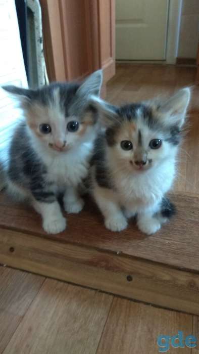 Котята в хорошие руки., фотография 2