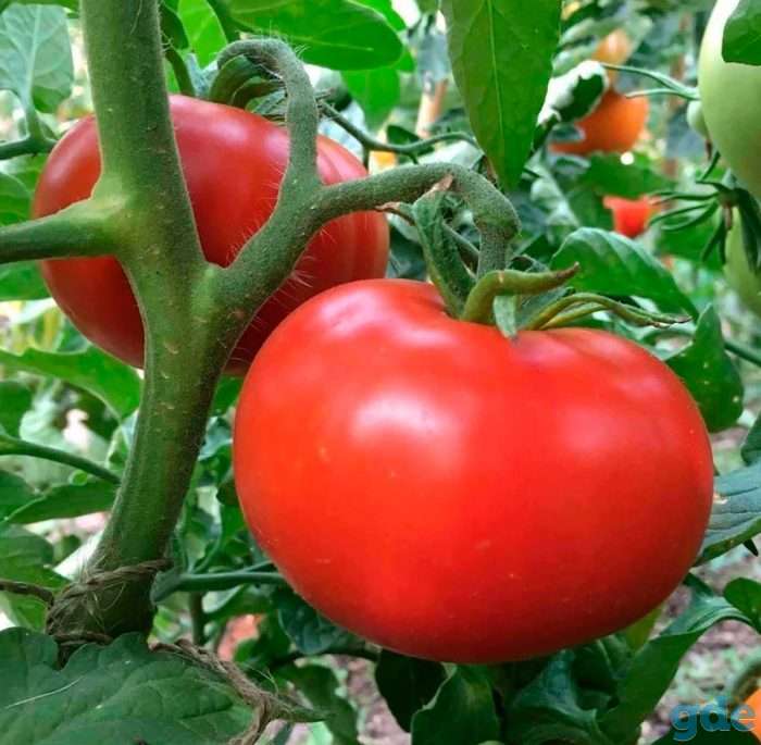 РАССАДА!  ПРОДАЖА НАЧАЛАСЬ!, фотография 1
