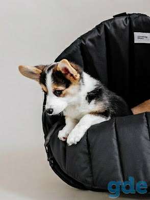 Продажа щенка вельш корги пемброк, фотография 3