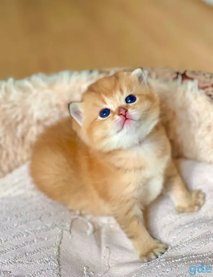 ЗОЛОТАЯ ШИНШИЛЛА шотландские котята, фотография 4