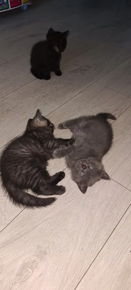 Котята британцы, фотография 8