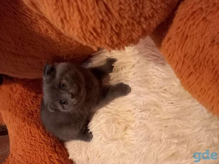 вислоухий котенок, фотография 1
